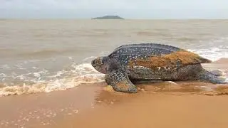 LA GUYANE EN FAMILLE #12 - Tortues marines.