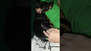 Зубки #тойтерьер #той #собака #злаясобака #популярное #хочуврек #dog #minidog #кузя