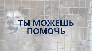 Стань волонтёром в приюте — помоги бездомным животным!