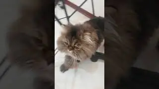 candy cat asmr eating food 
