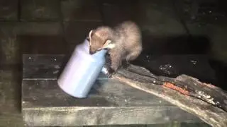 Pine Martens