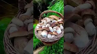 Хочешь такое лукошко?    #грибы #Гриби  #грибиукраїни #mushrooms #mushroomhunting #蘑菇 #采蘑菇
