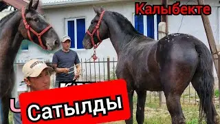 САТЫЛДЫ ЧАВКАР