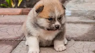 Щенок акита ину Ника (продана)
