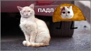 Клип к песни Реп котов дослушайте до конца