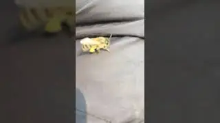 Ручная Пчёлка