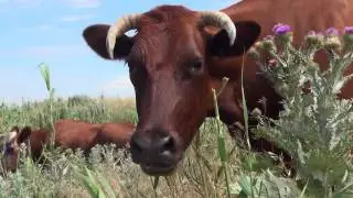 Cows graze in the meadow