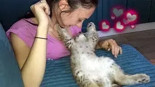 THE MOST TENDER LYNX KITTEN