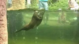 ANIMAL Otter - Fanny Pets