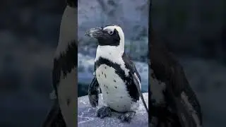 Ever wonder how African penguins stay cool in the summer?