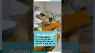 Домашний сурикат