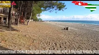 Реликтовые Сосны в Пицунде зимой [Абхазия море в Пицунде январь 2023 4]