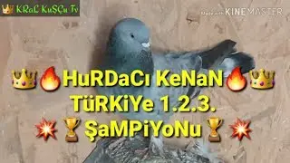 Turkish tumbler pigeons POULTRY VISITING KENAN ANKARA