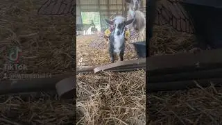 #goats #farm #yeehaw