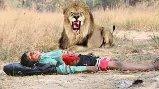 Why Are Lions Attacking Humans?