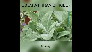 Plants that cause edema, Sage...