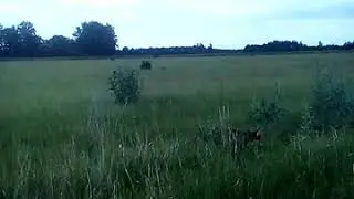 Прогулка в лесу