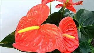Антуриум Чемпион Оранжевый - Anthurium Orange Champion (Оранж Чемпион)