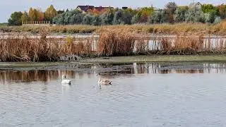 Прощание с осенью.Лебеди...Улетели...
