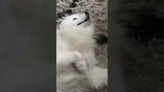 Me everyday! #viral #puppy #youtubeshorts #youtube #fyp #reels #yt #shorts #cutedog #videoshort