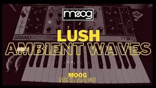 Lush Ambient Waves with the Moog Grandmother Synth | Synth Jam #3 | Jamuary 2024