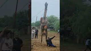 Camel dance viral hua jhunjhunu ke unt ka dance 