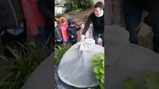 #дача  #огород  #развлечения #сад  #природа #для всех  #аргентина #argentina  #shorts