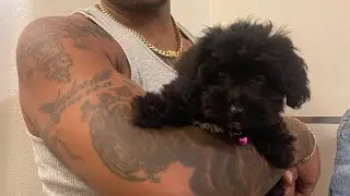 This little bundle of joy is so amazing #funny #havapoo #minipoodle #comedy
