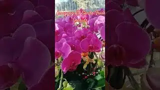 omagang ky ganda with frish orchids 