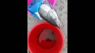 Горбуша и Камбала