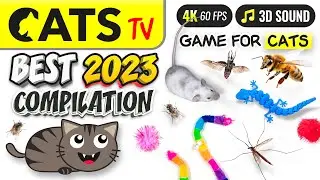 CAT TV - BEST 2023 Compilation for Cats 😻📺🦎🐭 5 HOURS [4K]