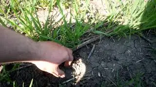 No-Till пшеница