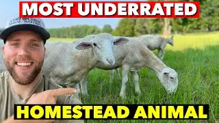 WHY WE GOT SHEEP ON OUR HOMESTEAD VS CATTLE