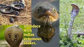 Introduce with some Indian Venomous Snake | Snakes documentary @Technophotography