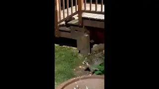 A raccoon and a cat walk into a bar...