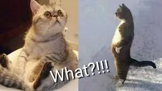 Funny cats compilation 2020(happy new year)