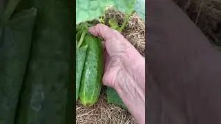 Зачем нужно обязательно постоянно срывать огурцы на кустах