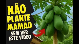 ✅Como plantar mamão SEGREDO REVELADO - Guia Completo ( Técnica Infalível )