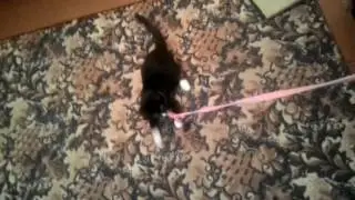 Мои котята ^0^