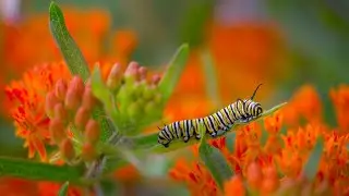 Growing a Better Garden