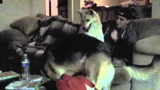 Coyote vs German Shepherd