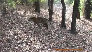 Tiger Moments (One) Female Tiger with Mate, B2