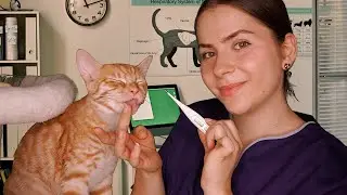 ASMR beim Tierarzt Roleplay 🐈