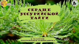 Heart of the Ussuri Taiga (2024)