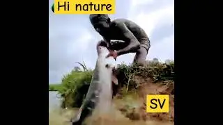 Can you fish like that? Survive on a desert island! | hi nature short #shorts