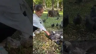 Кормим завтраком голубей