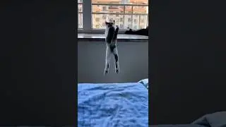 funny cats 🤣#trending #trendingshorts #viral #cats #cat #catshorts #travel #shortsvideo  #funny