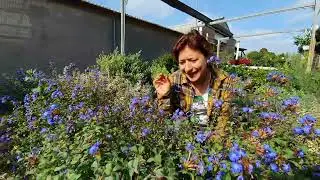 CERATOSTIGMA coloratissimo e resistente al freddo
