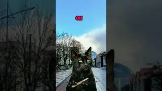 Идеальный сын #котики #милота #актив #рекомендации