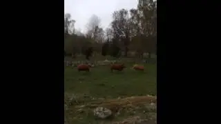 4 kor utsläppta idag!
